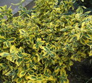 Japanese Spindle,Japanese euonymus
